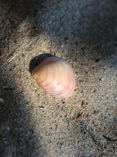 Shell