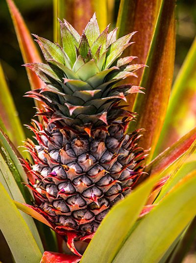 Pineapple plant