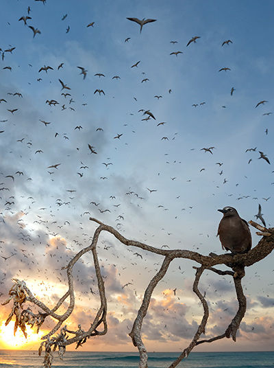 Birds over Bird Island