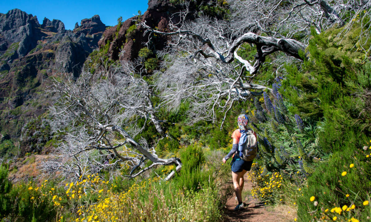  Wandern Madeira Ribeiro Frio Waldweg