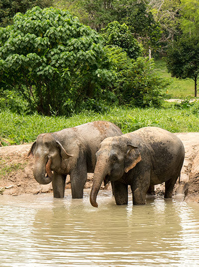 Elephants taking a bath