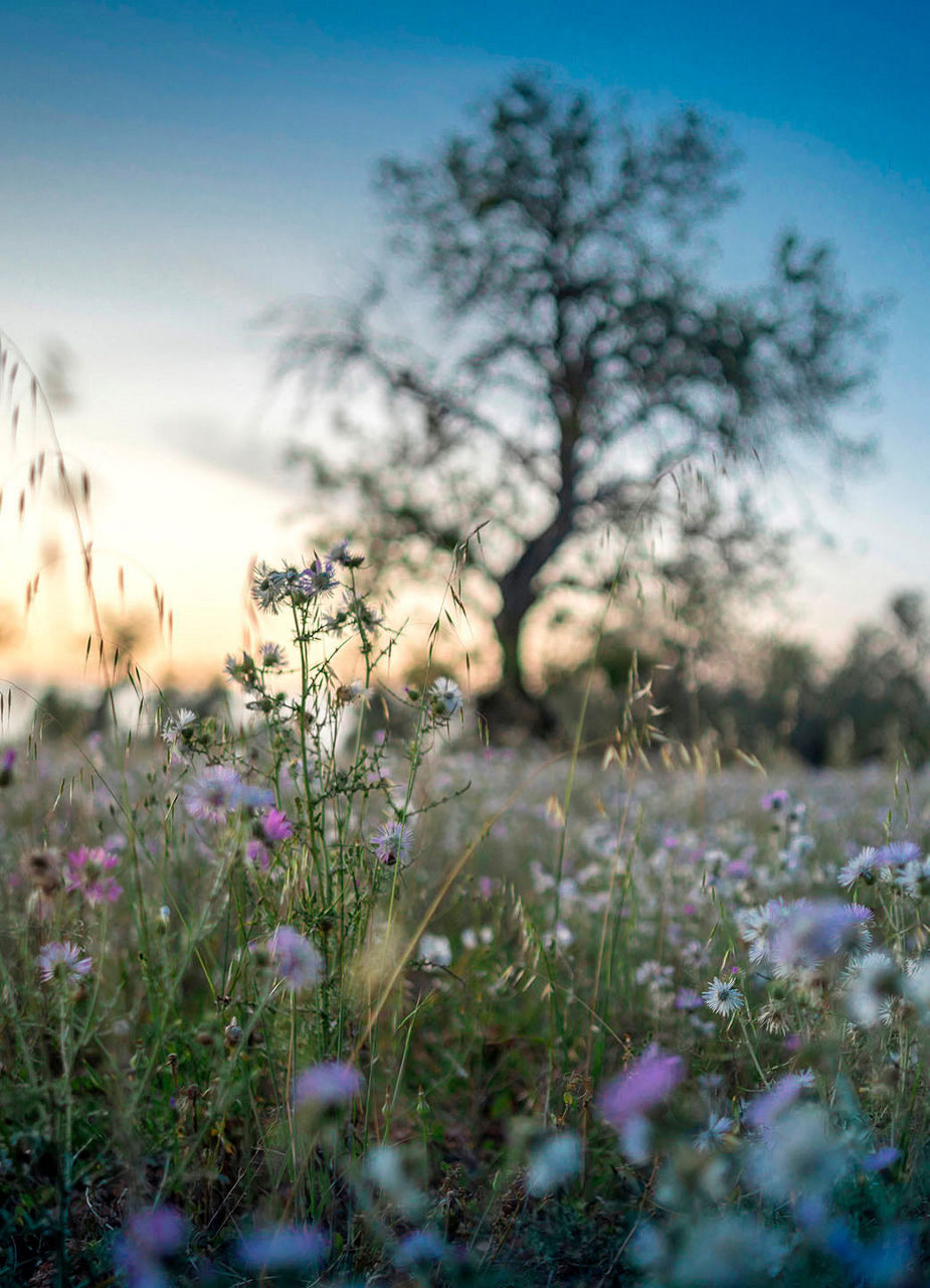 Flower Meadow