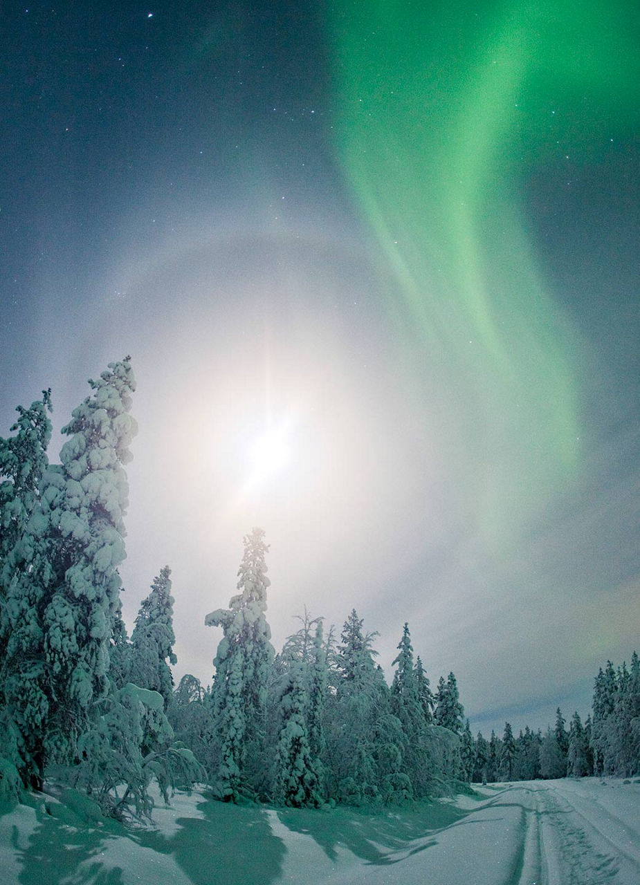 Trees and northern lights