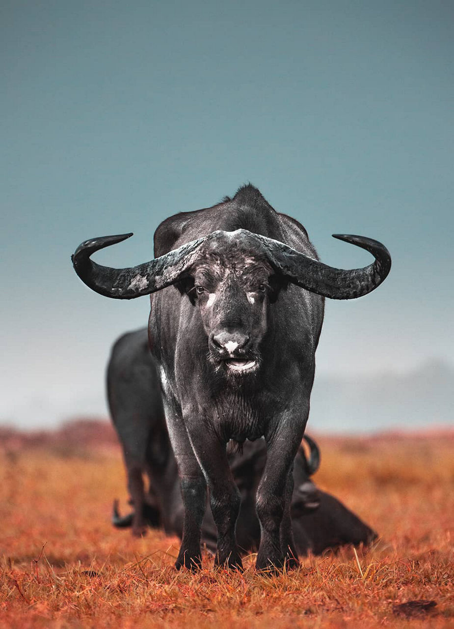 African Buffalo