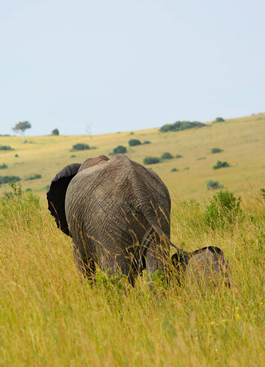 Elephants