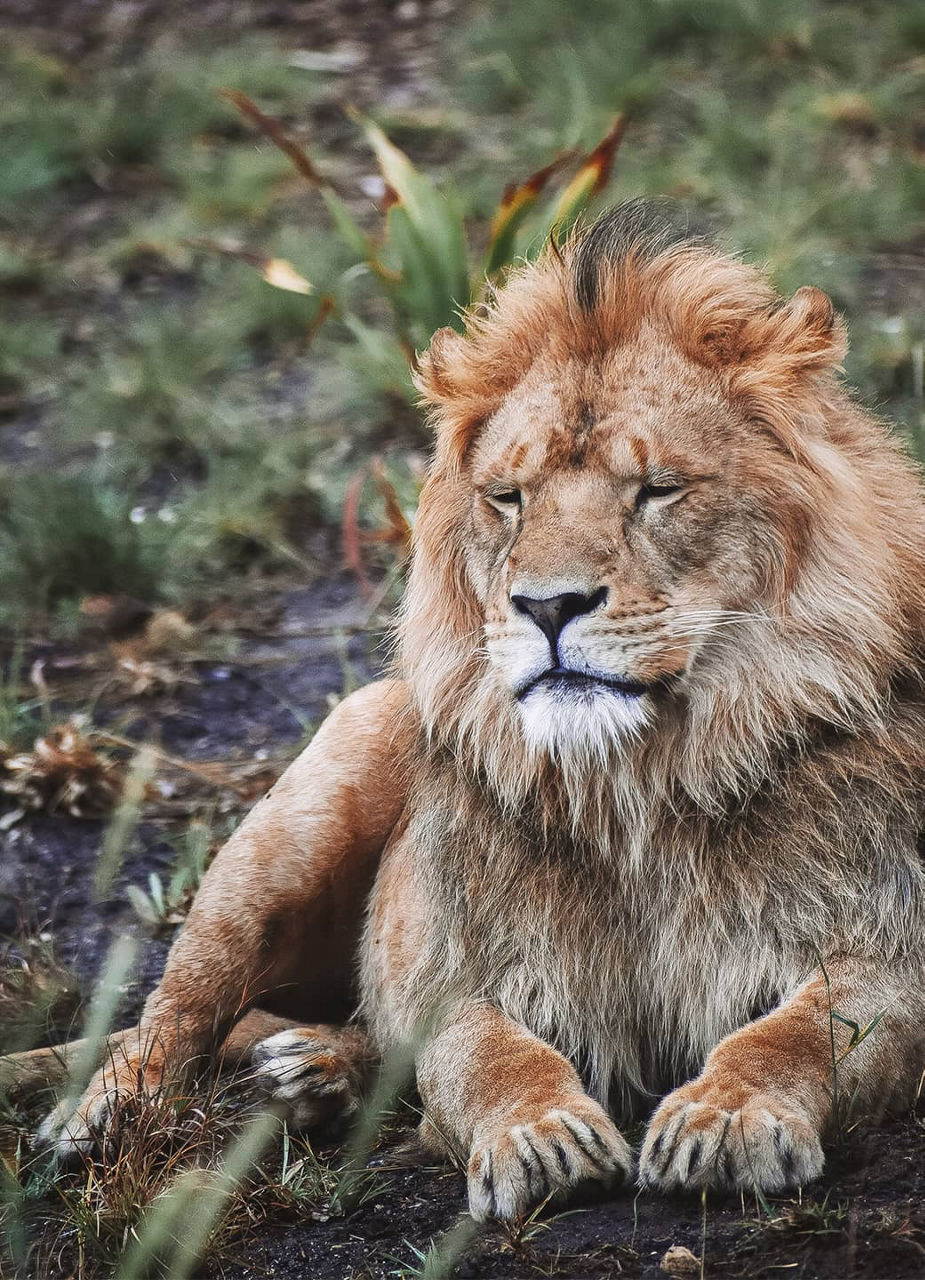 Lion Male