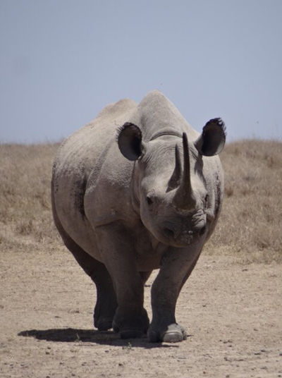 Eastern Black Rhinoceros