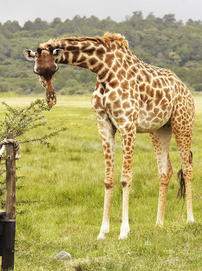 Giraffe Outside Hatari Lodge