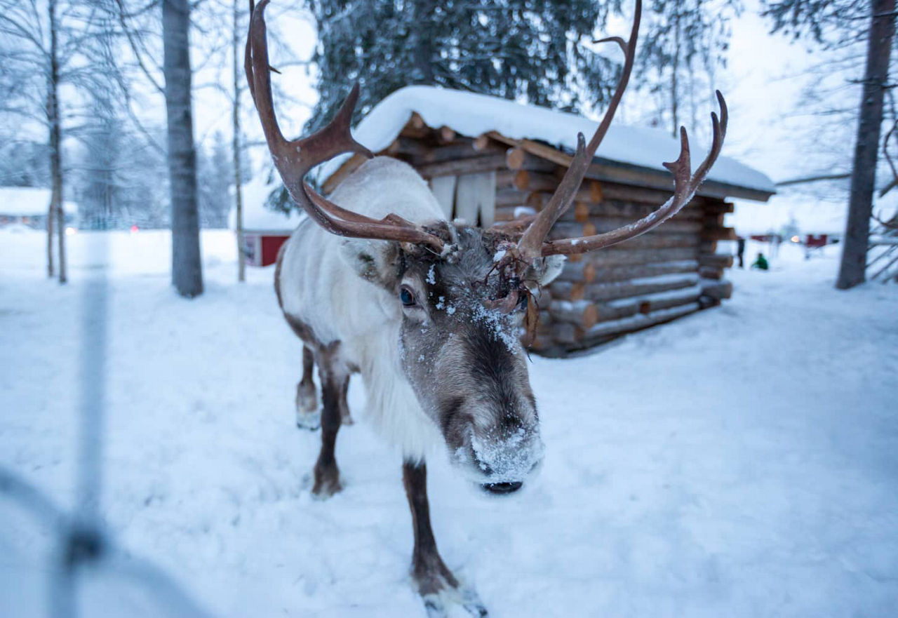 Renne à Kuusamo