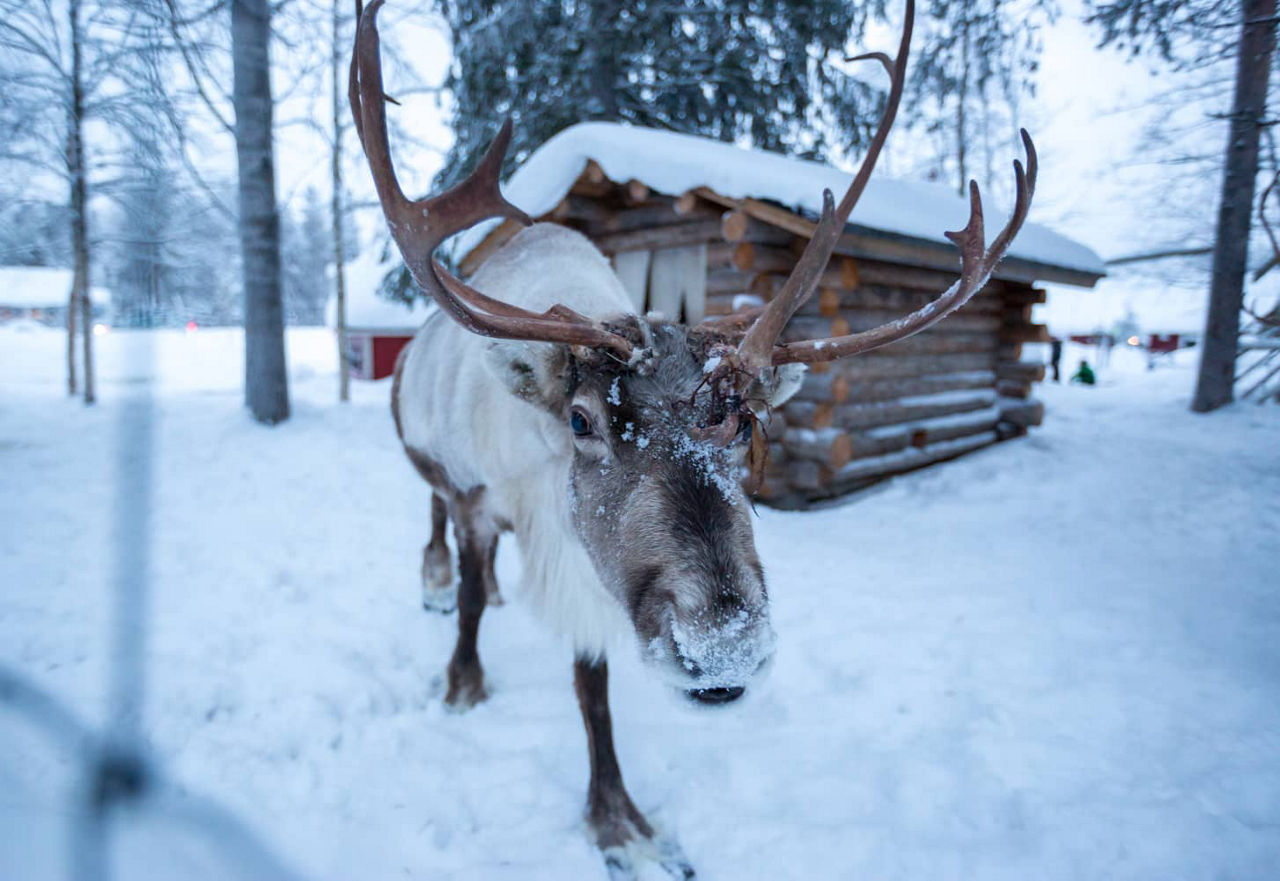 Reindeer Kuusamo