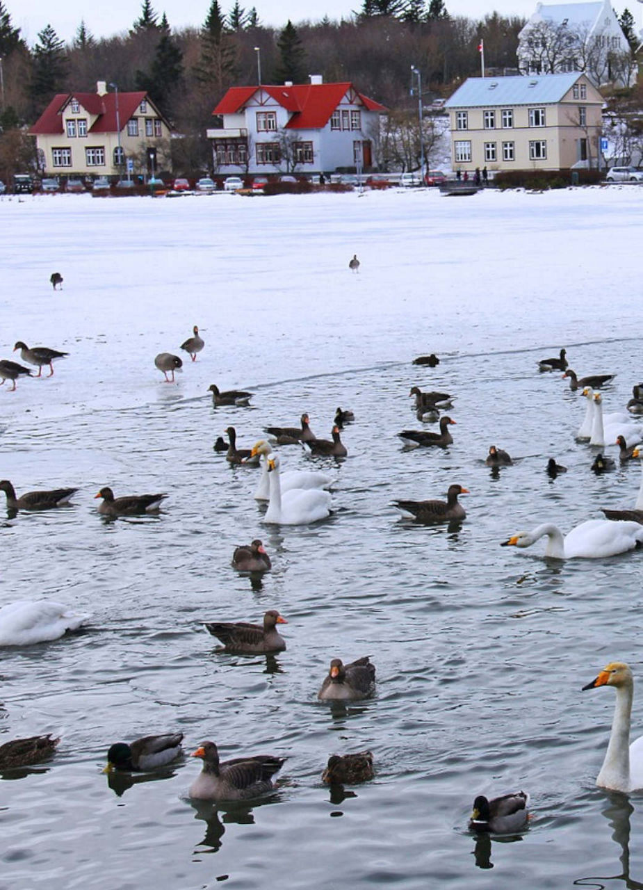 Tjörnin Lake