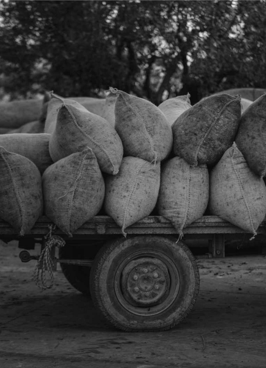 Trailer with Bags of Olives, the olive routes