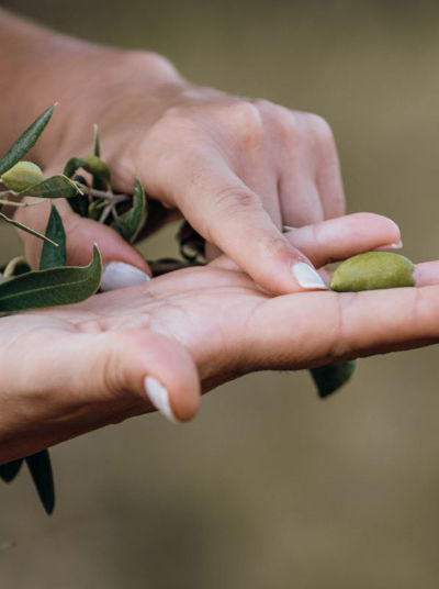 Olive Expert, the olive routes