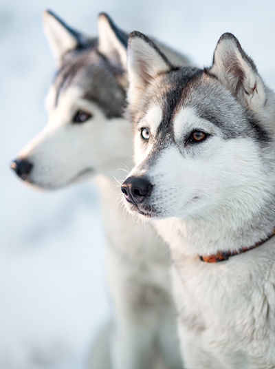 Zwei Huskys im Schnee