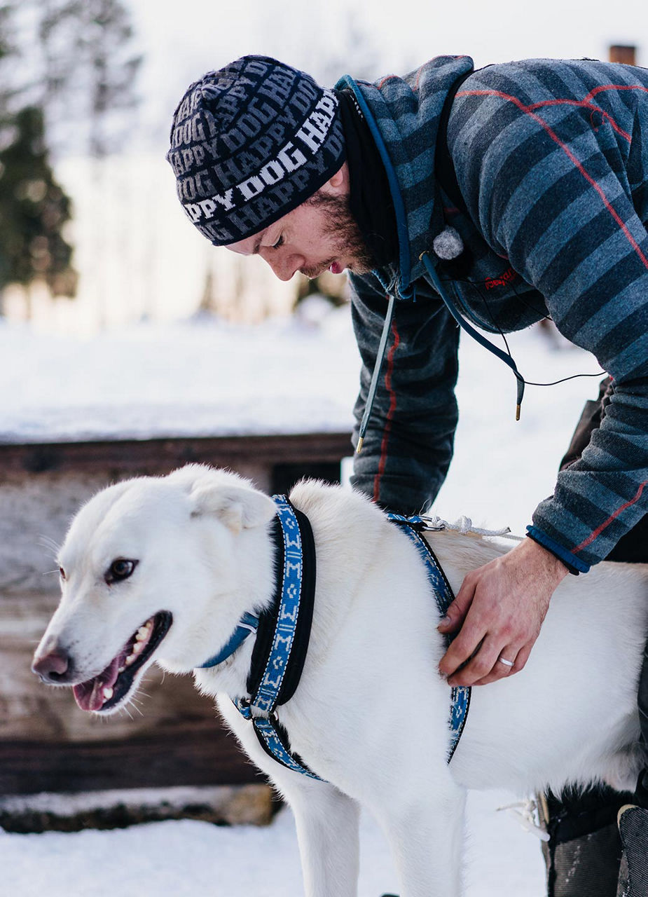 Juho legt einem Husky sein Geschirr an