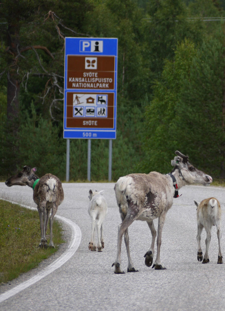 Reindeers