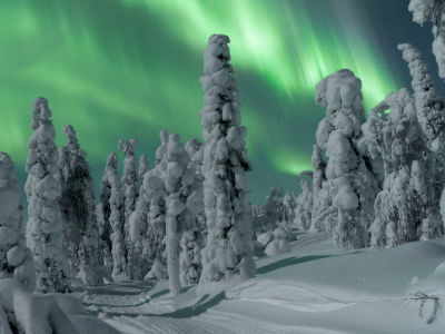 Nordlichter über verschneiten Tannen