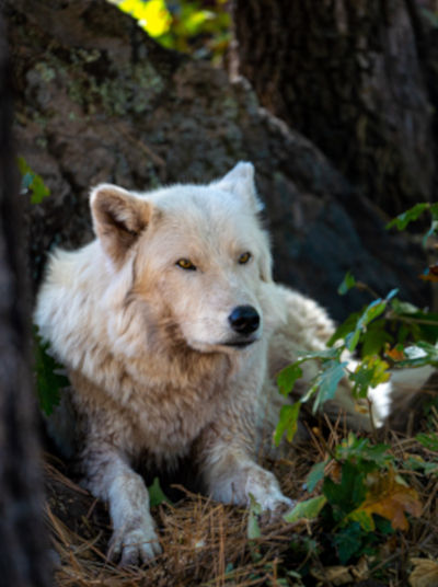 Alaskan Tundra Wolf