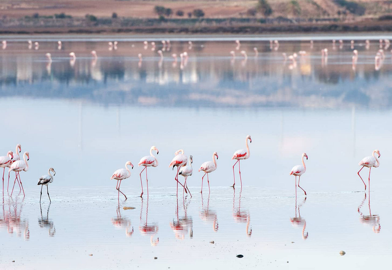 Flamants roses dans le lac salé de Larnaca