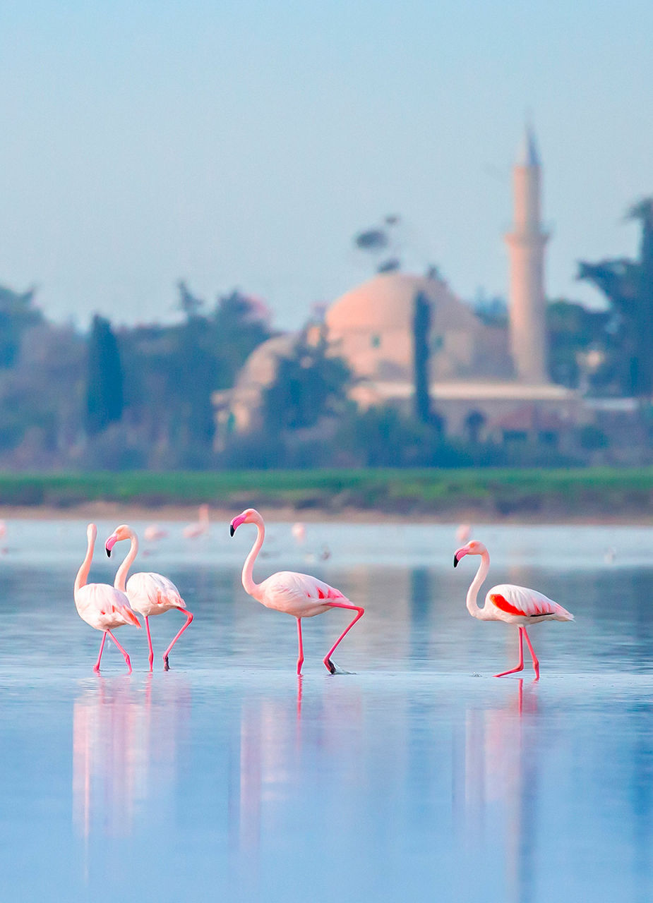 Flamants roses dans l'eau