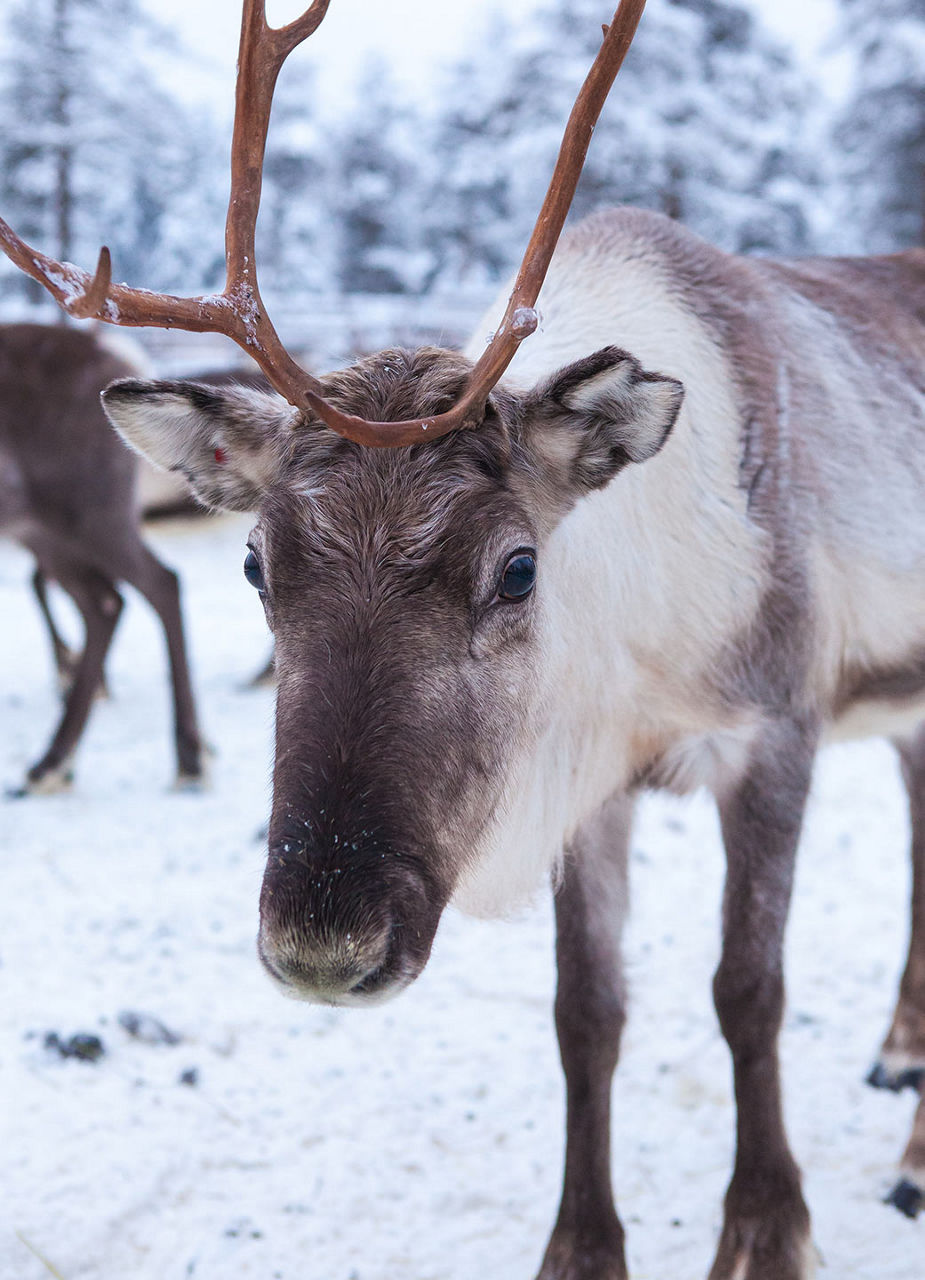 Rentier in Schwedisch-Lappland