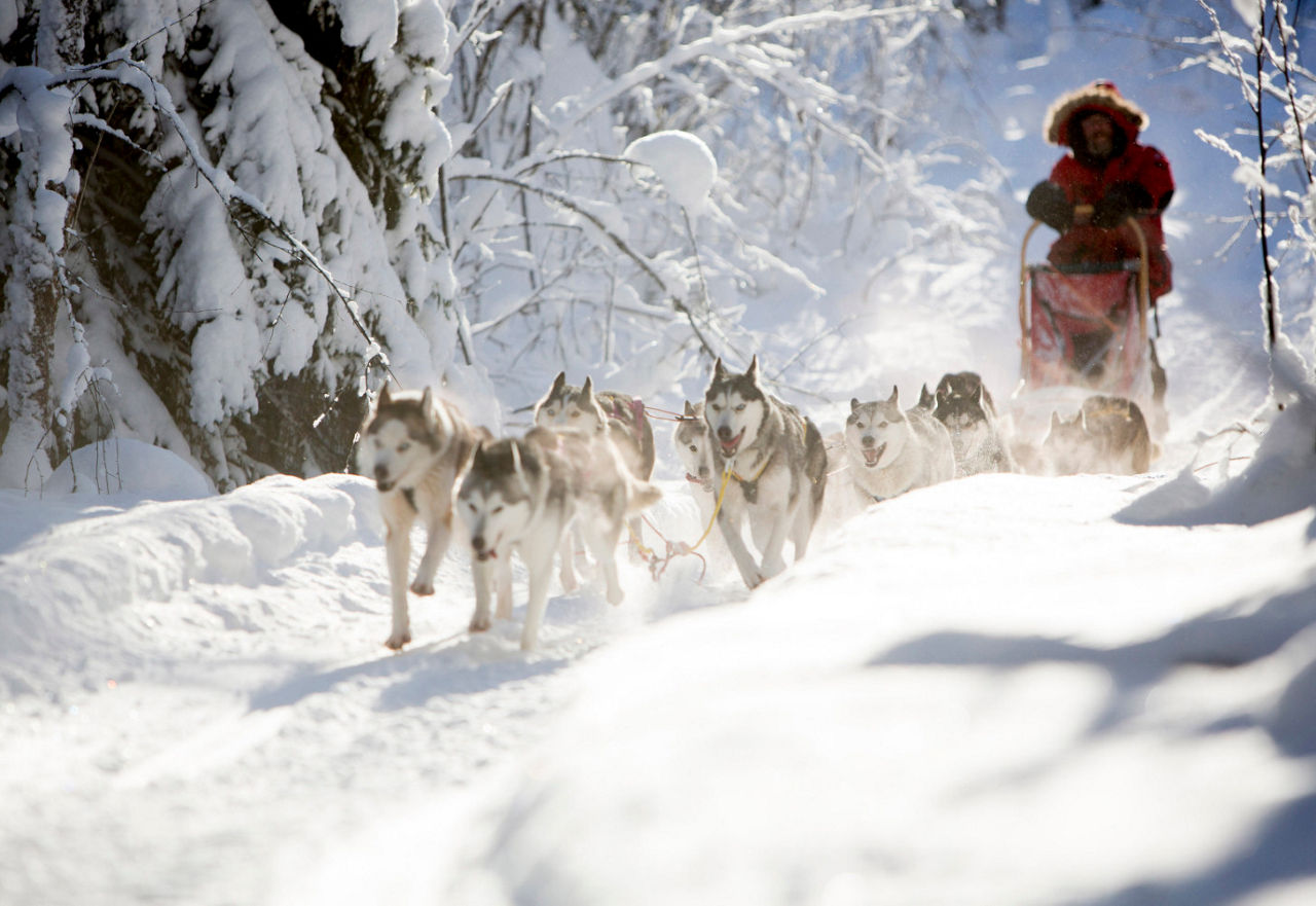 Schlittenfahrt mit Huskys in einer verschneiten Landschaft