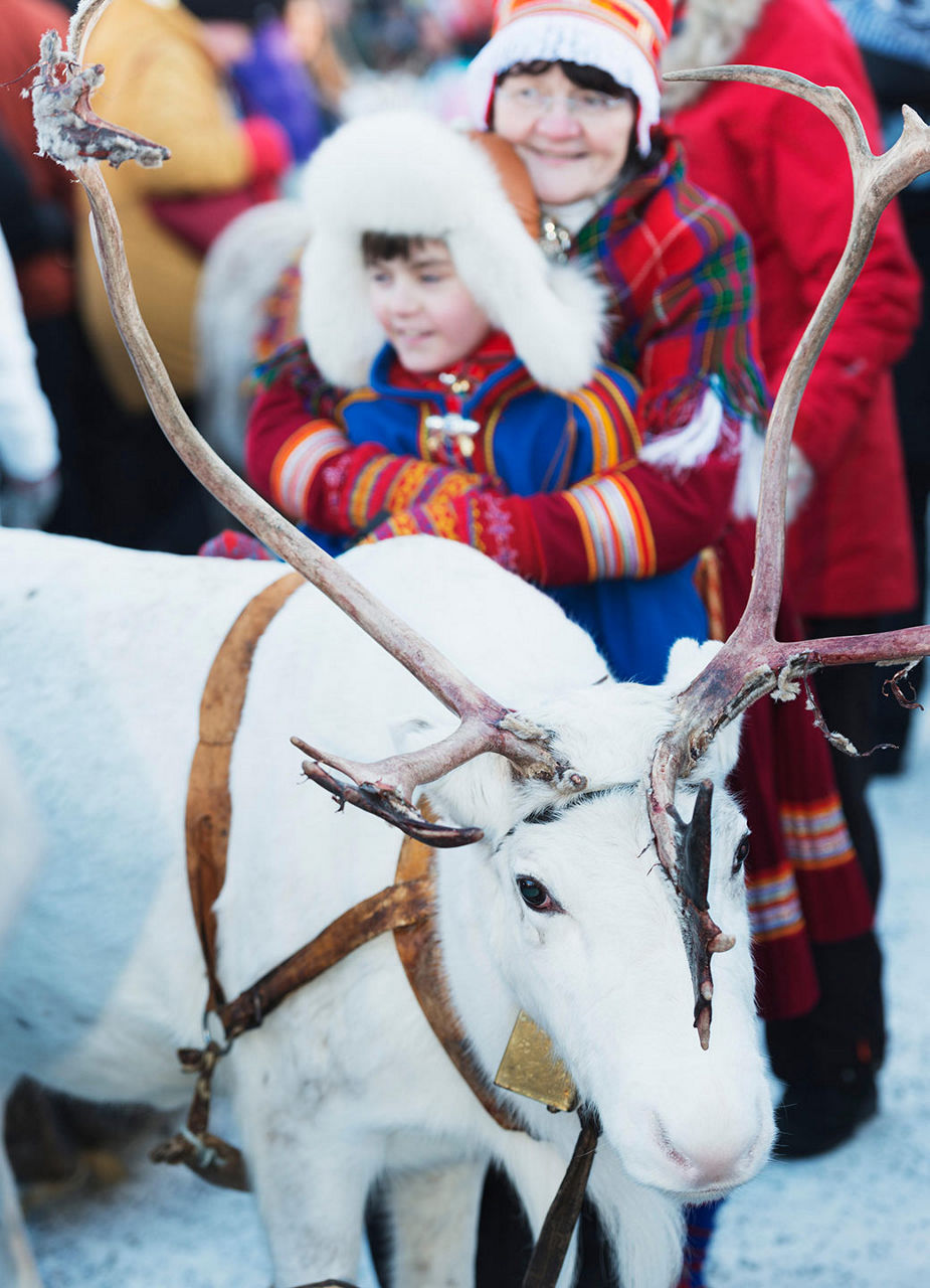 Reindeer at the winter market in Jokkmokk