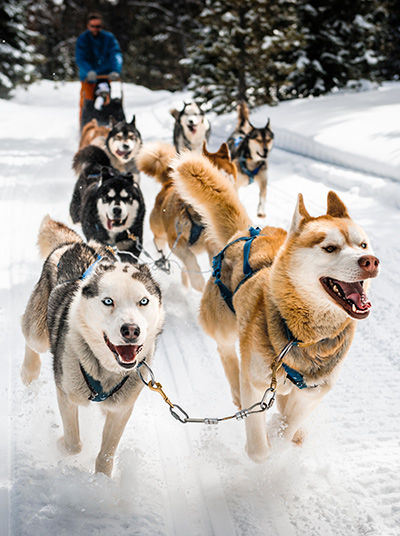 Husky sled