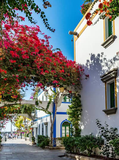 Bougainvillea