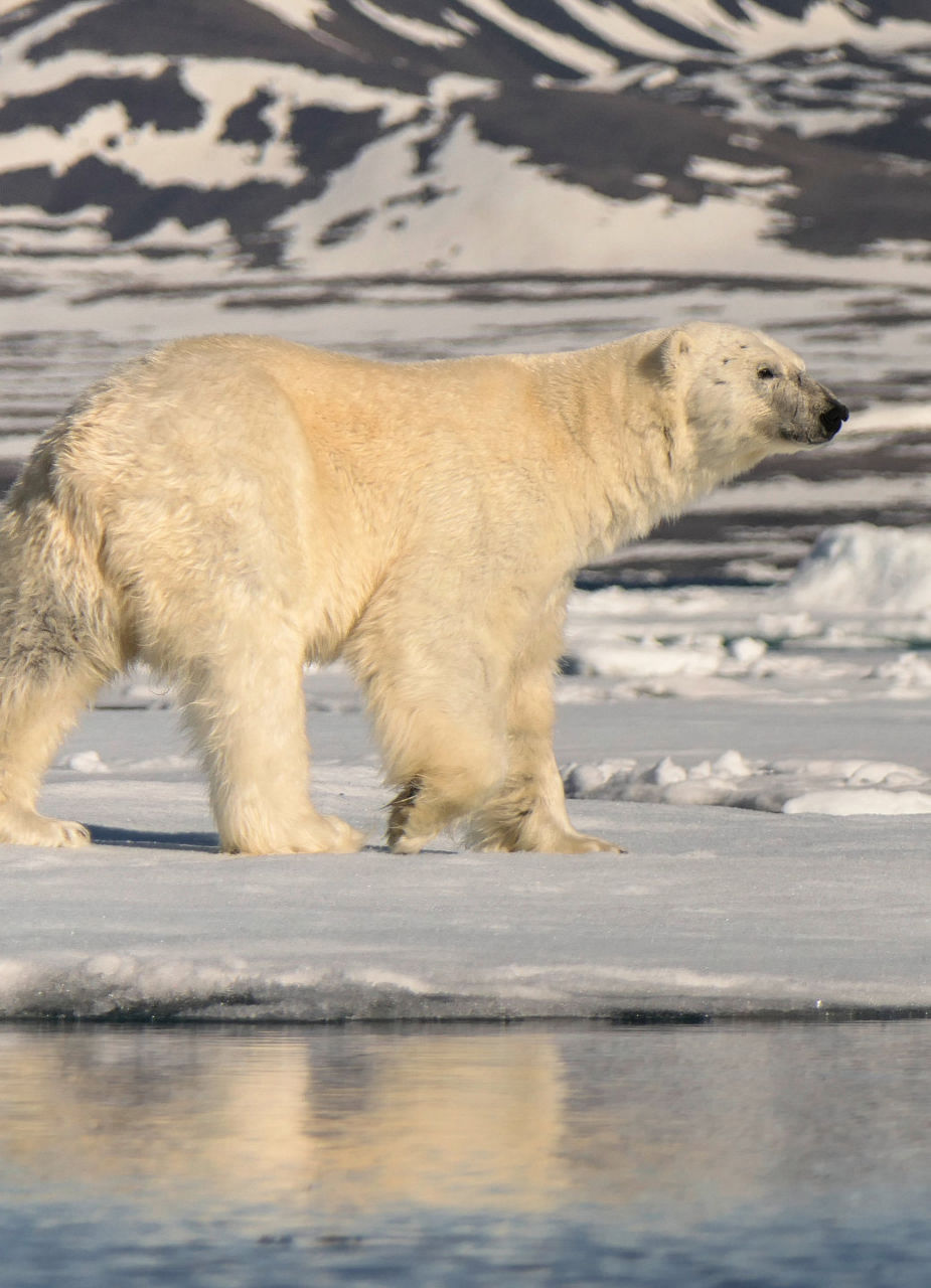 Polarbear