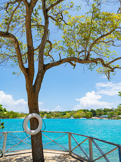 Baum am James Bond beach