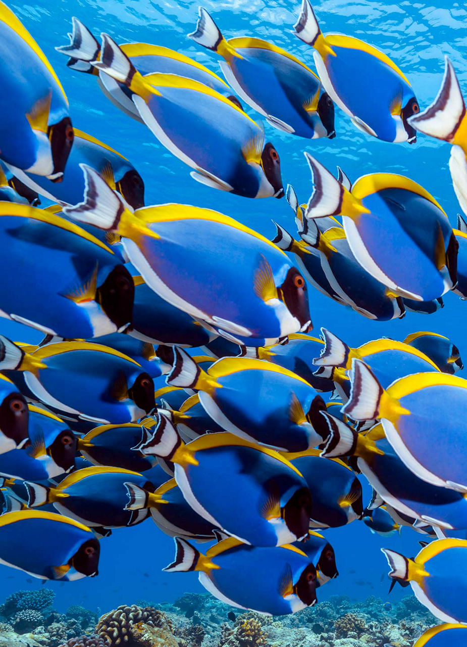 Blue-yellow surgeonfish