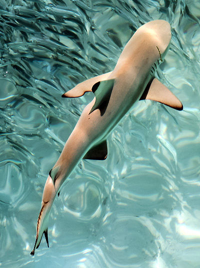 Reef sharks