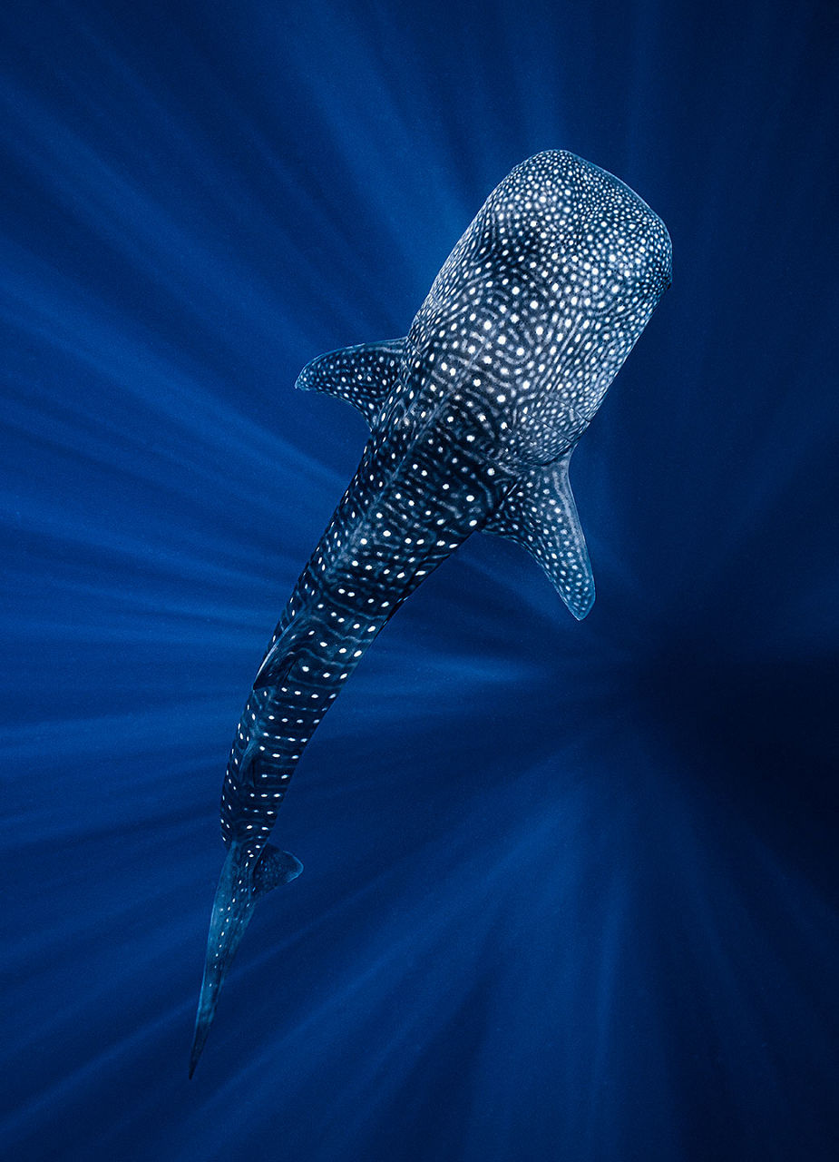 Whale