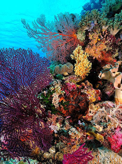 Reef