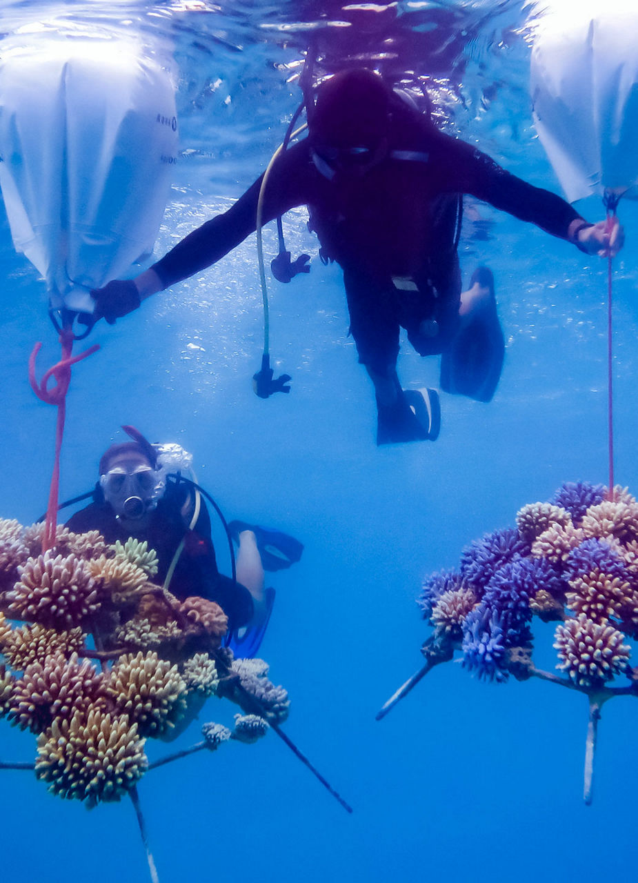 Diver with Corals