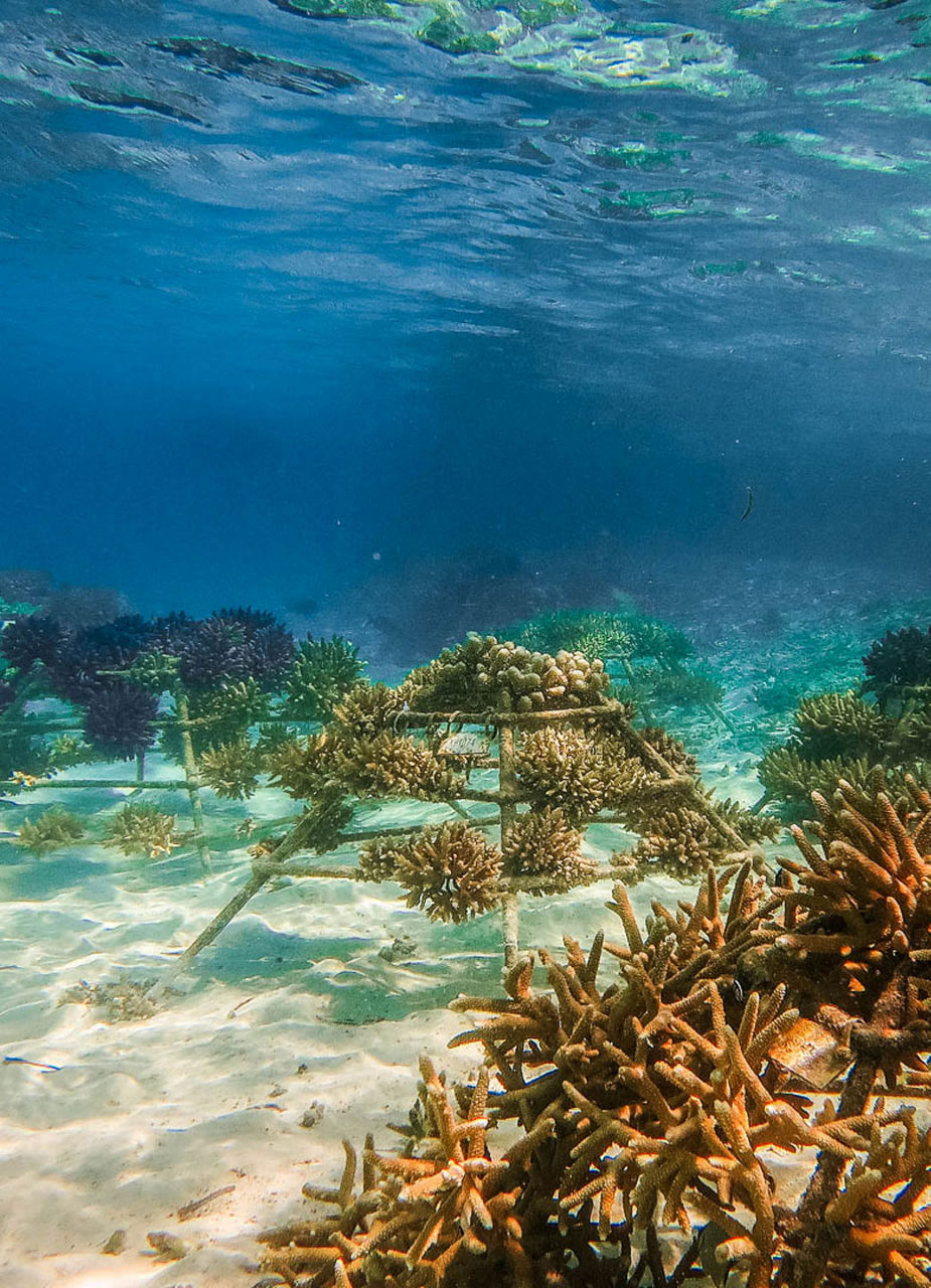 Growing Corals