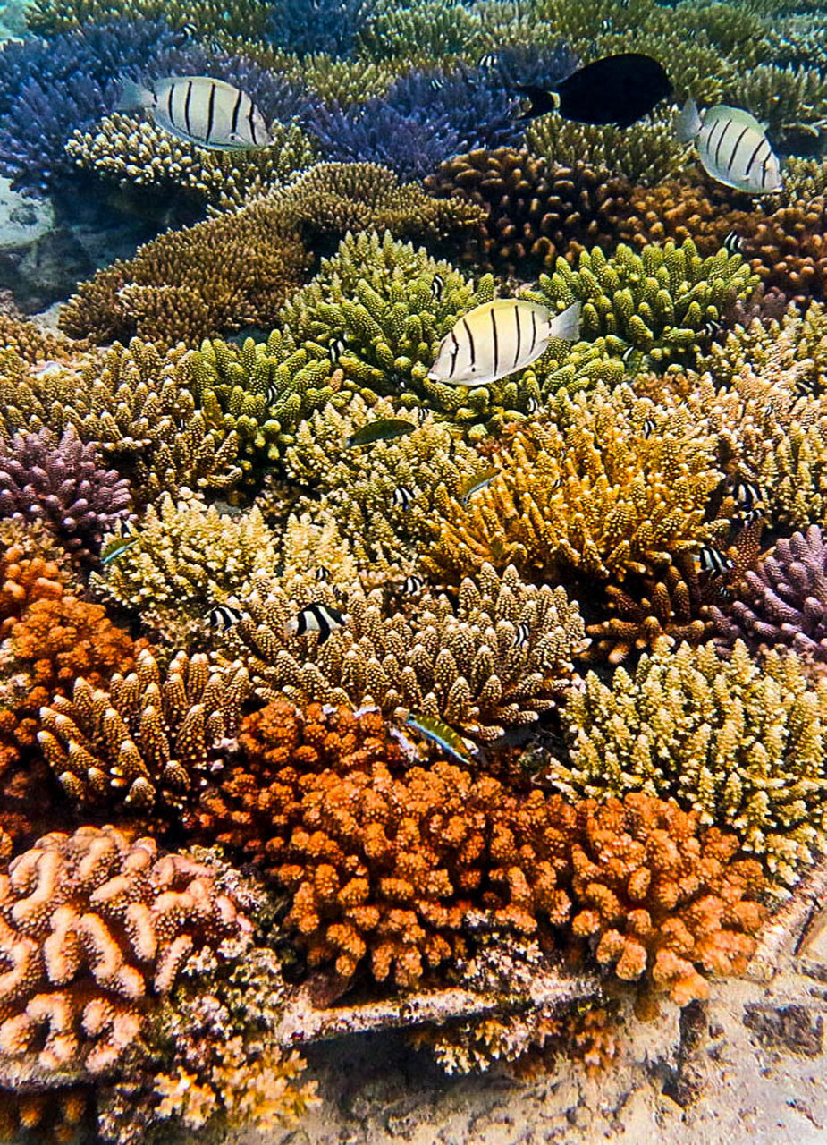 Colourful Corals