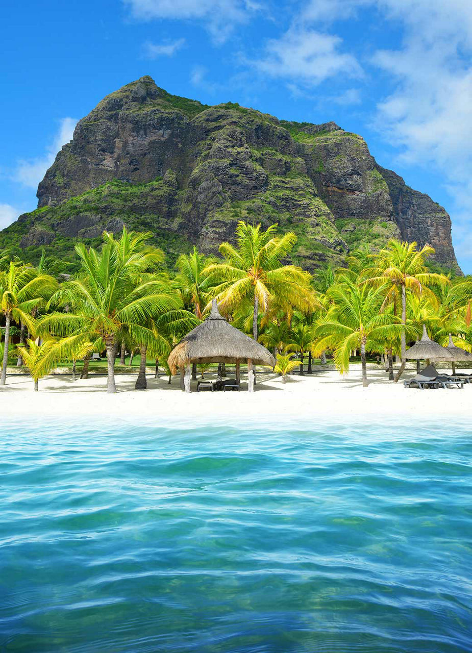 Beach and Palm Trees