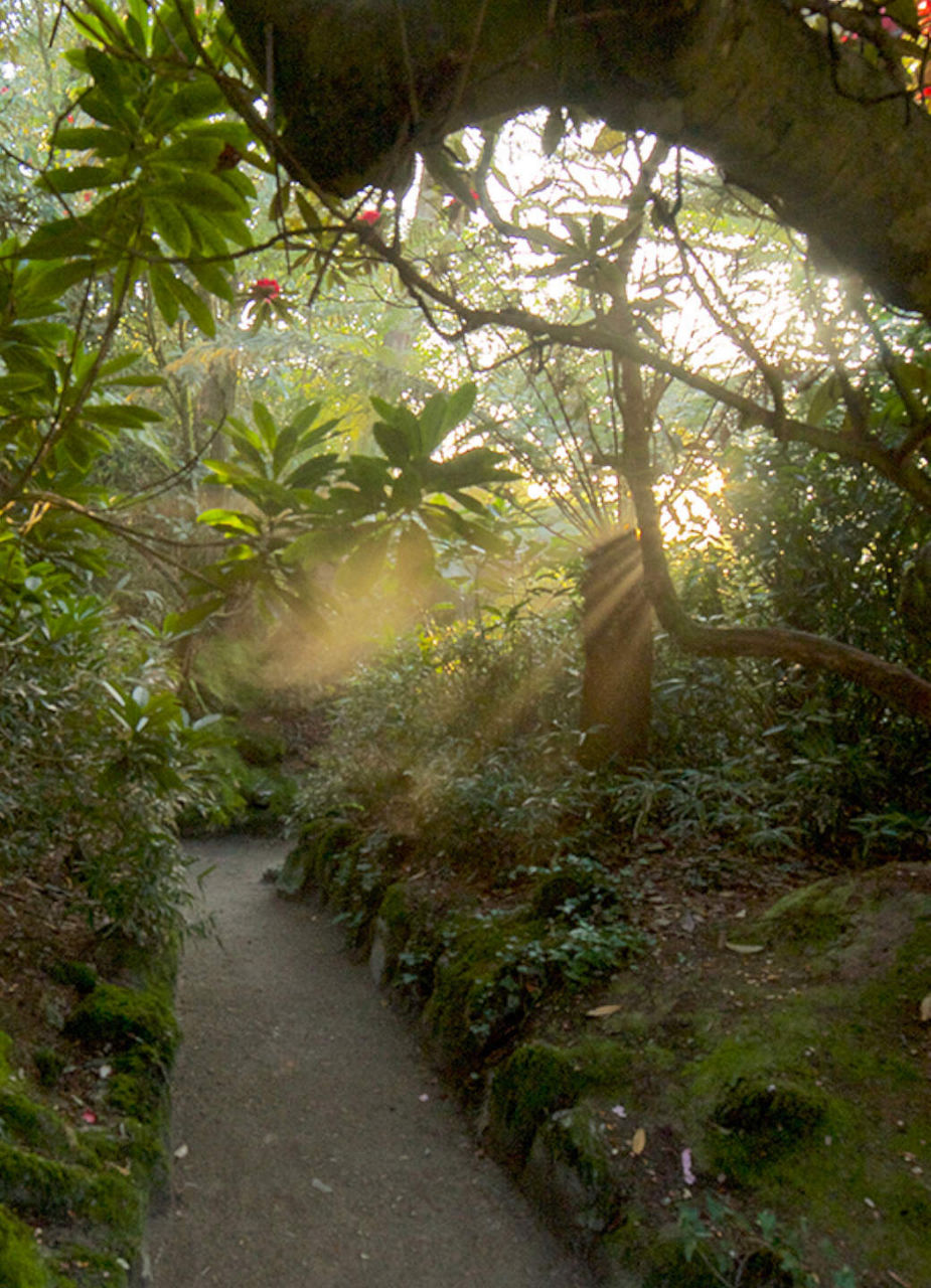 The Lost Gardens of Heligan