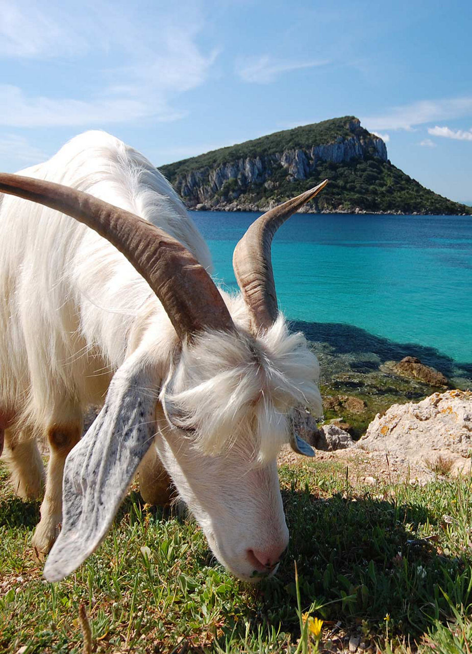 Ziege auf dem Weg zum Cala Moresca