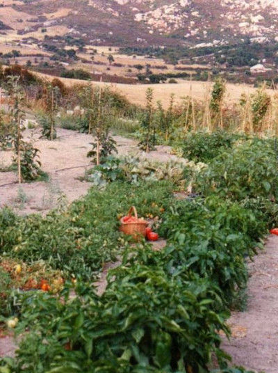 Fresh Tomatoes