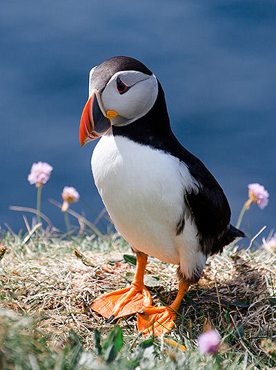 Puffin