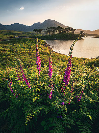 Flowers in Connemara National Park