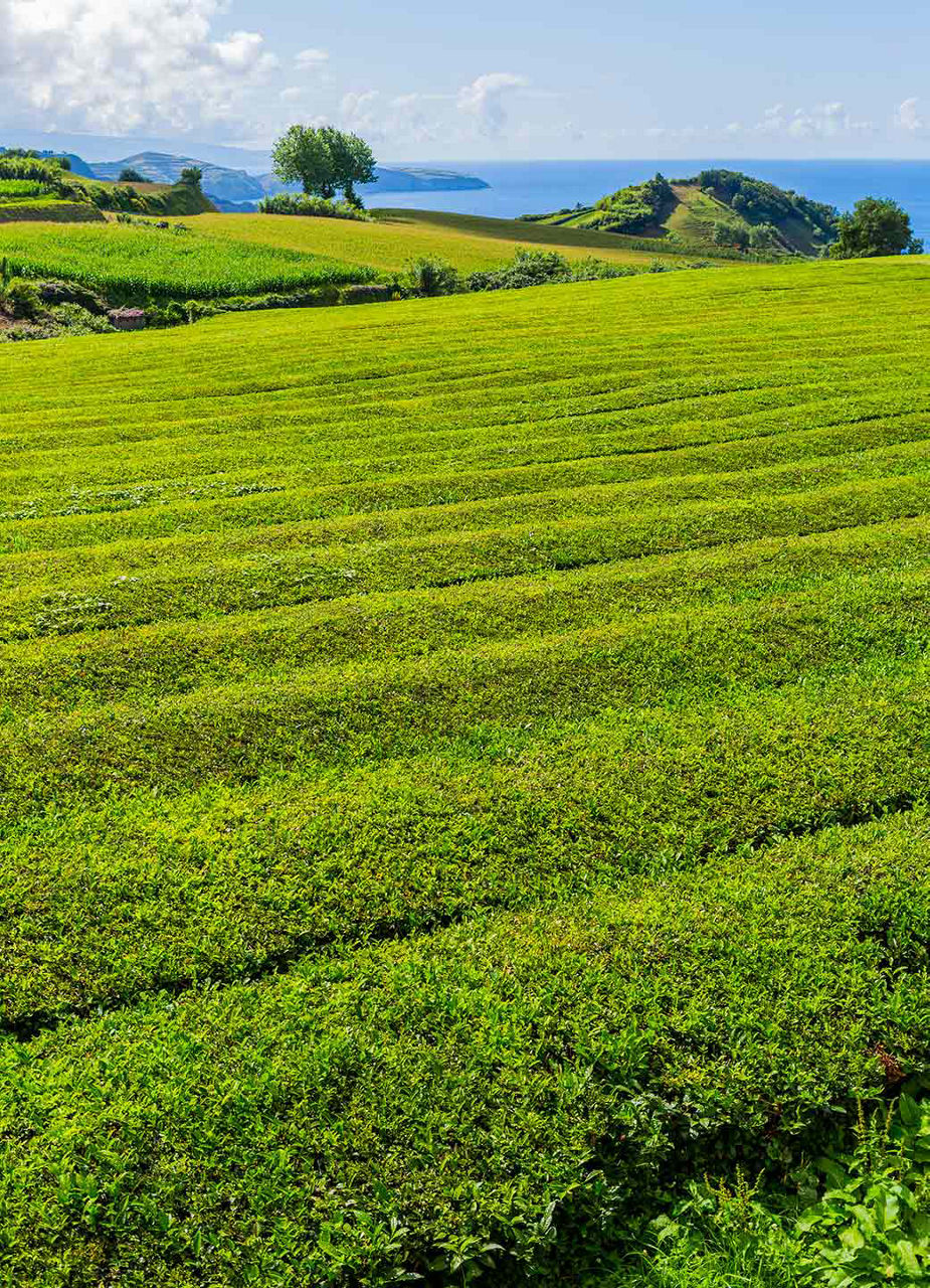 Tea plantation