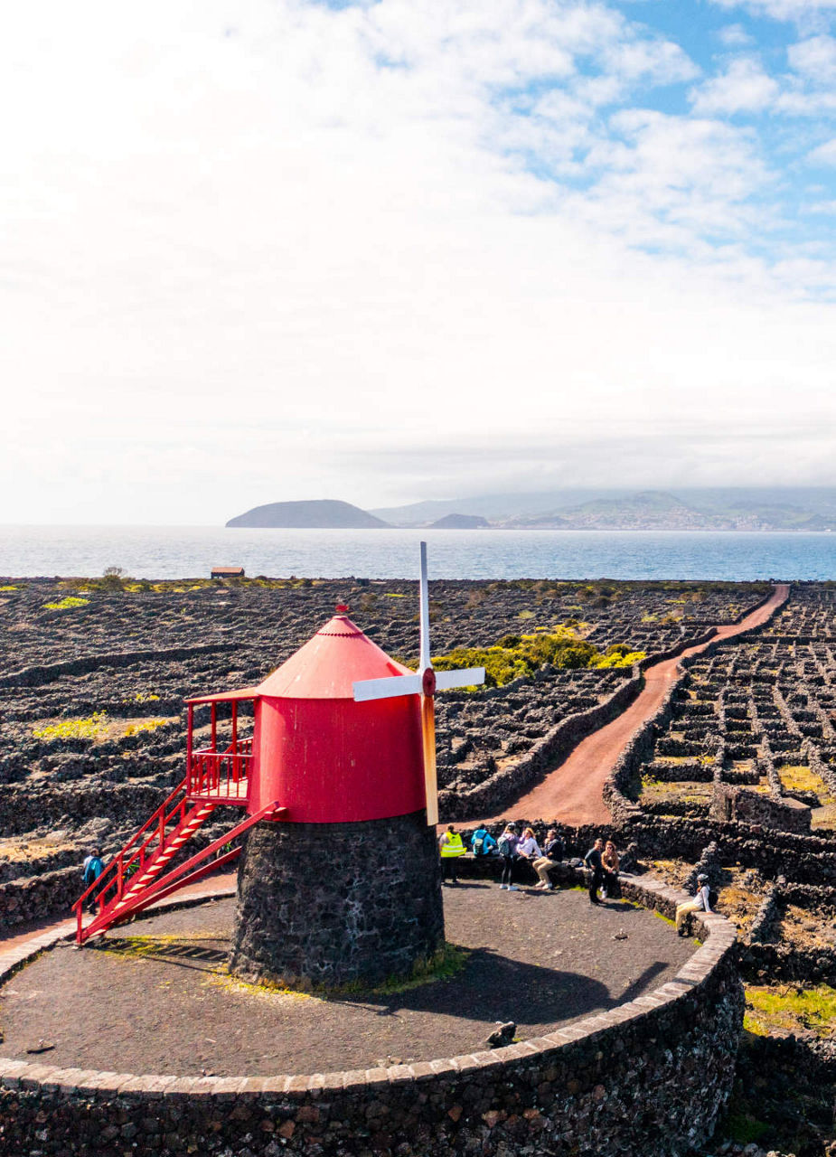 Vineyards on Pico 