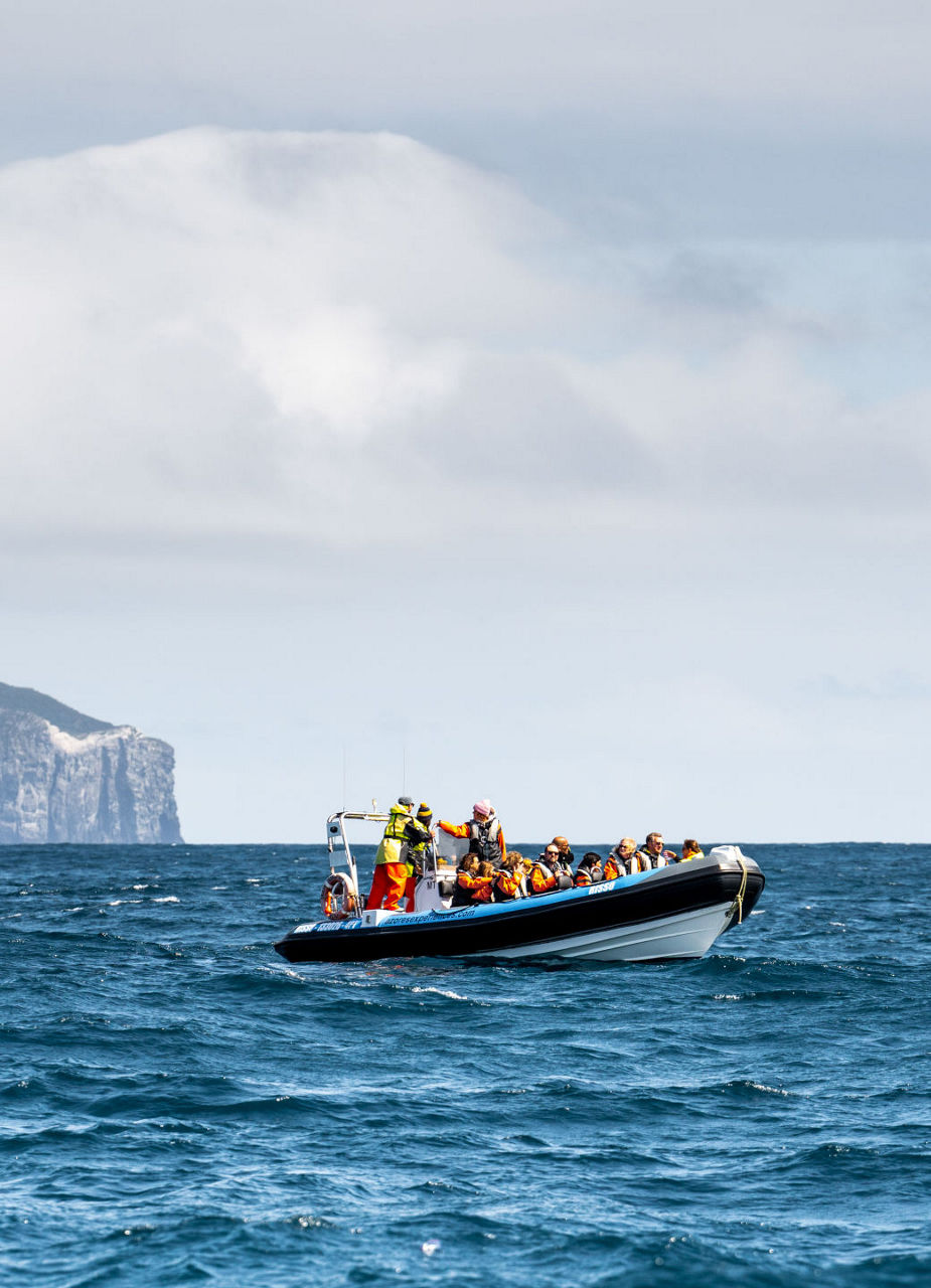 A whale watching boat on the lookout for whales