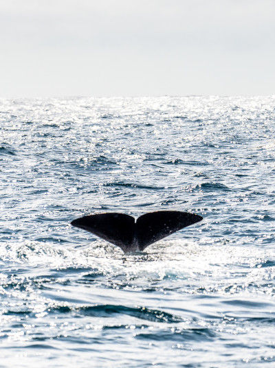 Whale fin