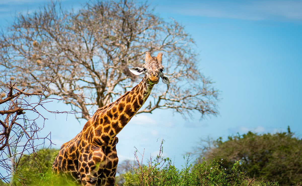 Giraffe
