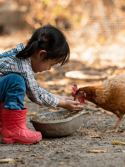 Girl feeding chicken